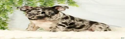 Frenchton dogs for sale: Milo - Ad 4