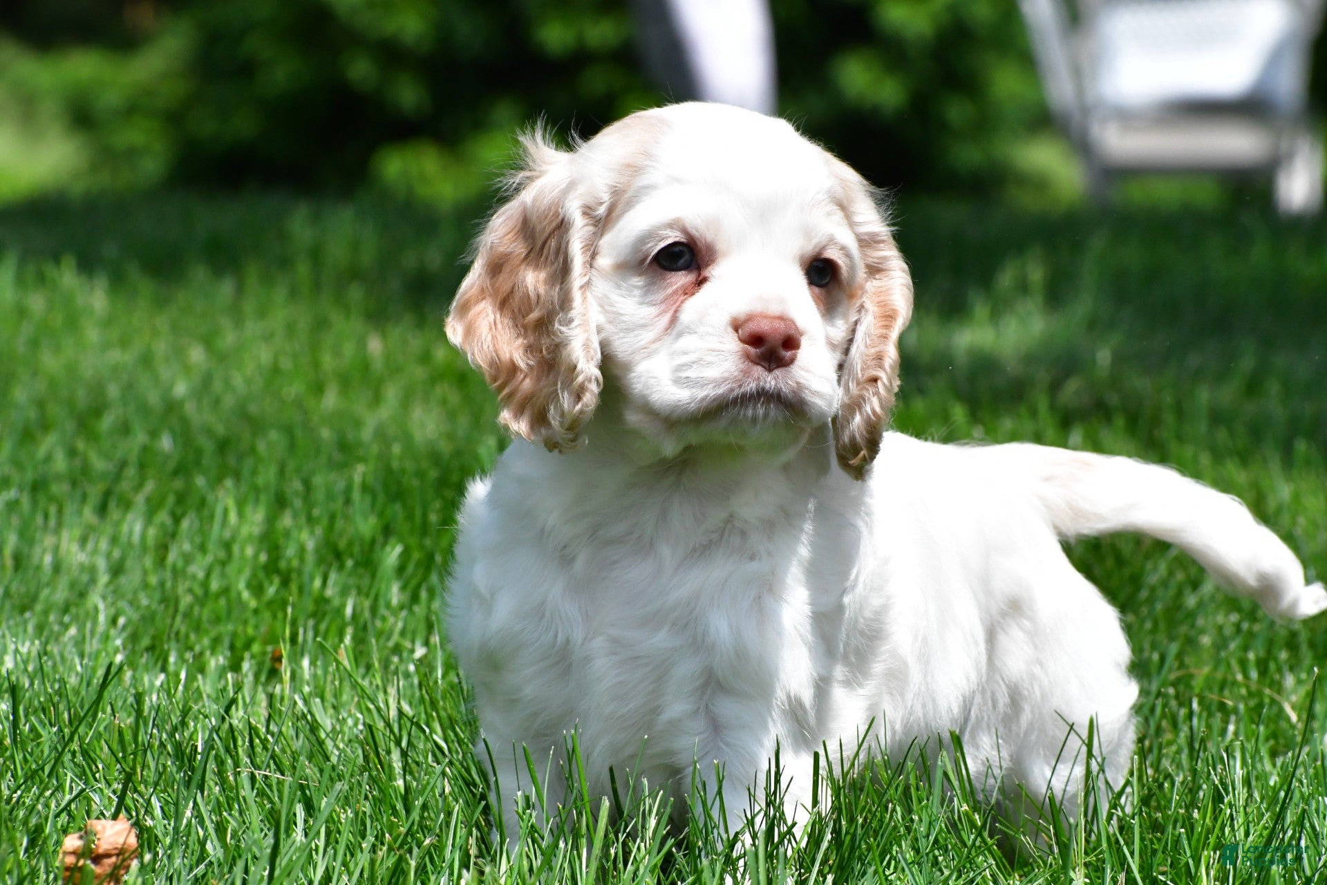 Cocker Spaniel dogs amber - Ad 2
