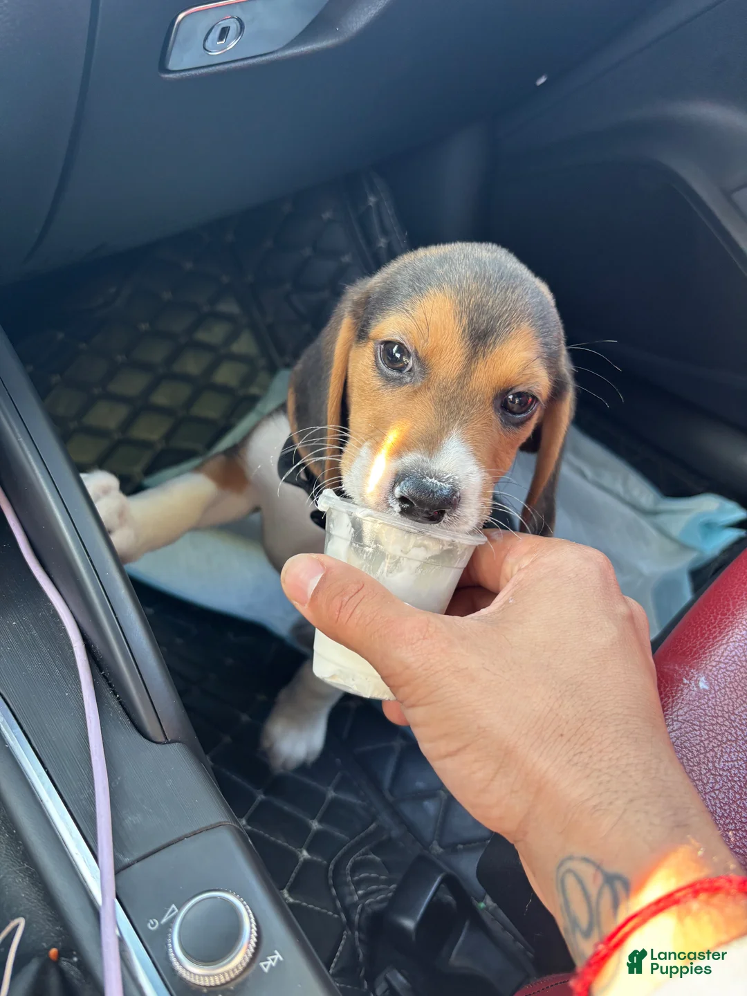 Beagle dogs for sale: Beagle Puppy 1 - Ad 4