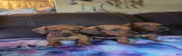 Miniature Dachshund dogs for sale: Hazel - Ad 8
