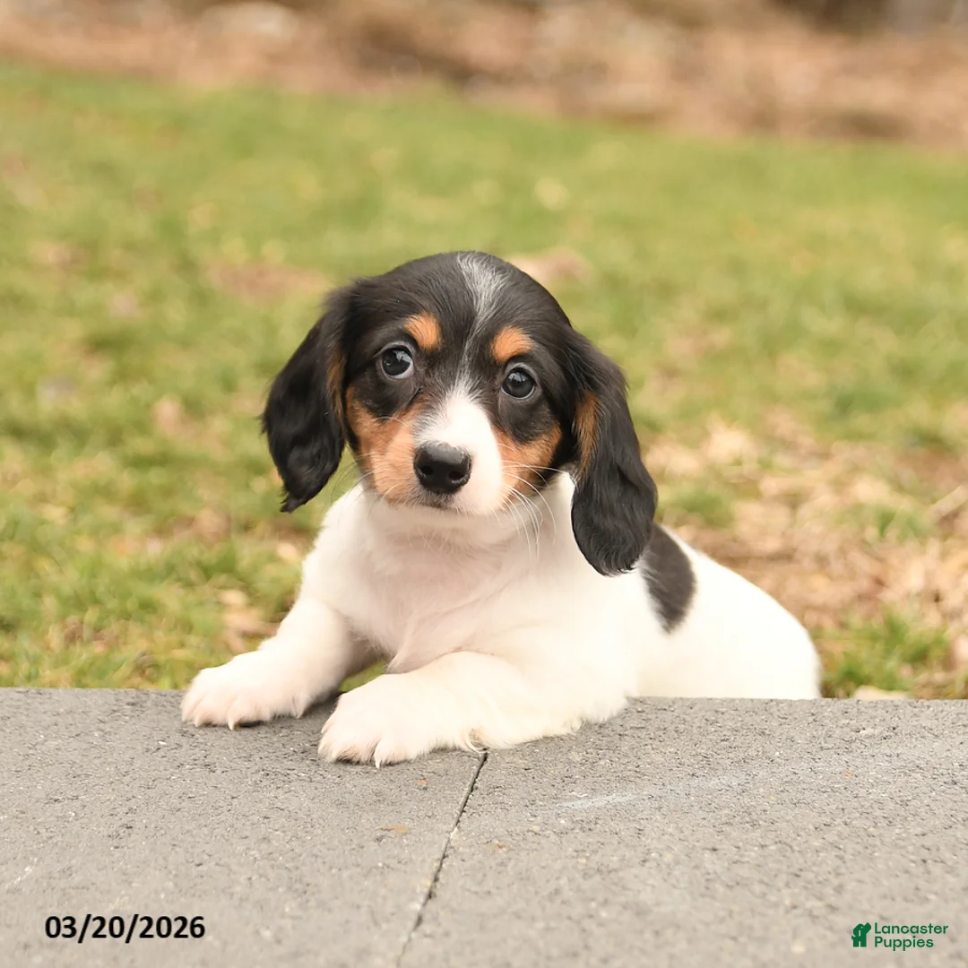 Miniature Dachshund dogs for sale: Pansy - Ad 2