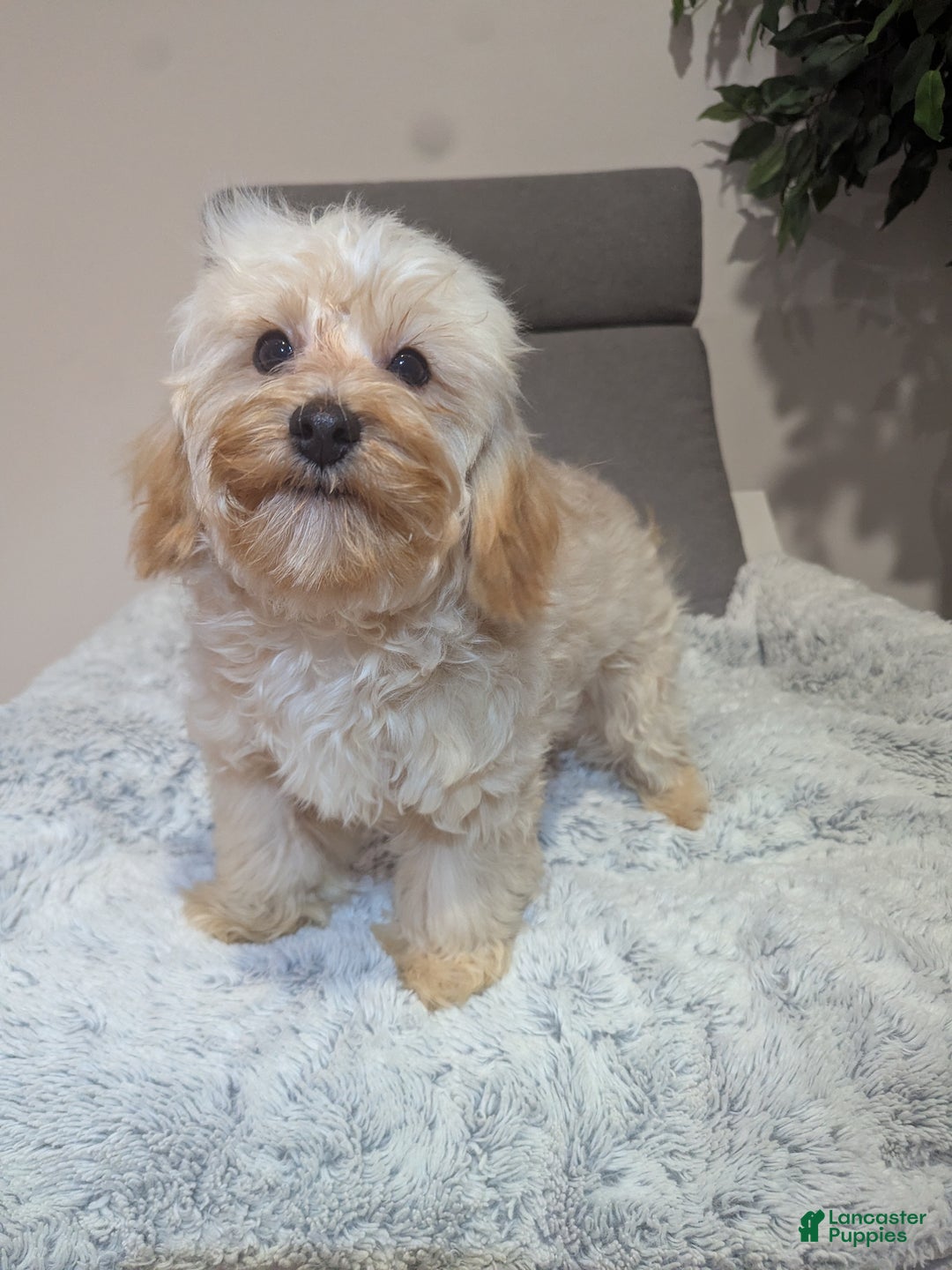 Havapoo dogs for sale: Biscuit  - Ad 1