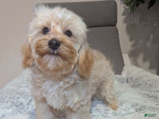 Havapoo dogs Biscuit - Ad 19