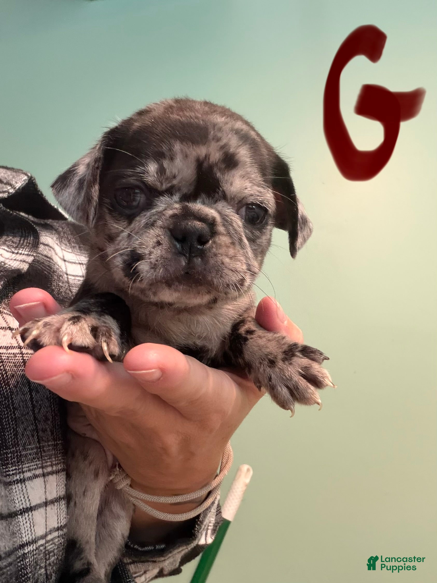 Pug dogs Pug 3 - Ad 22