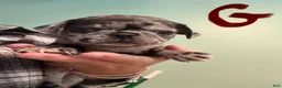 Pug dogs for sale: Pug 3 - Ad 1