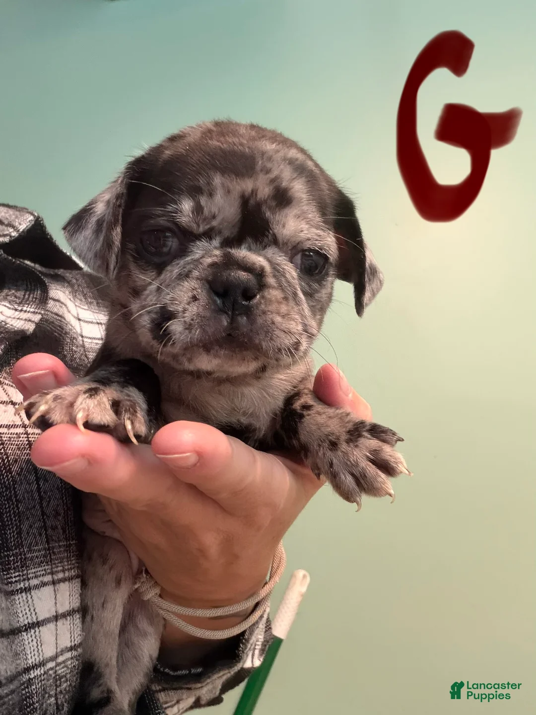 Pug dogs for sale: Pug 3 - Ad 1