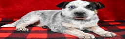 Australian Cattle Dog dogs for sale: Polly - Ad 7