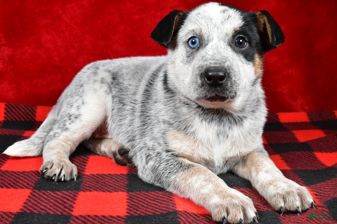 Australian Cattle Dog dogs for sale: Polly - Ad 7