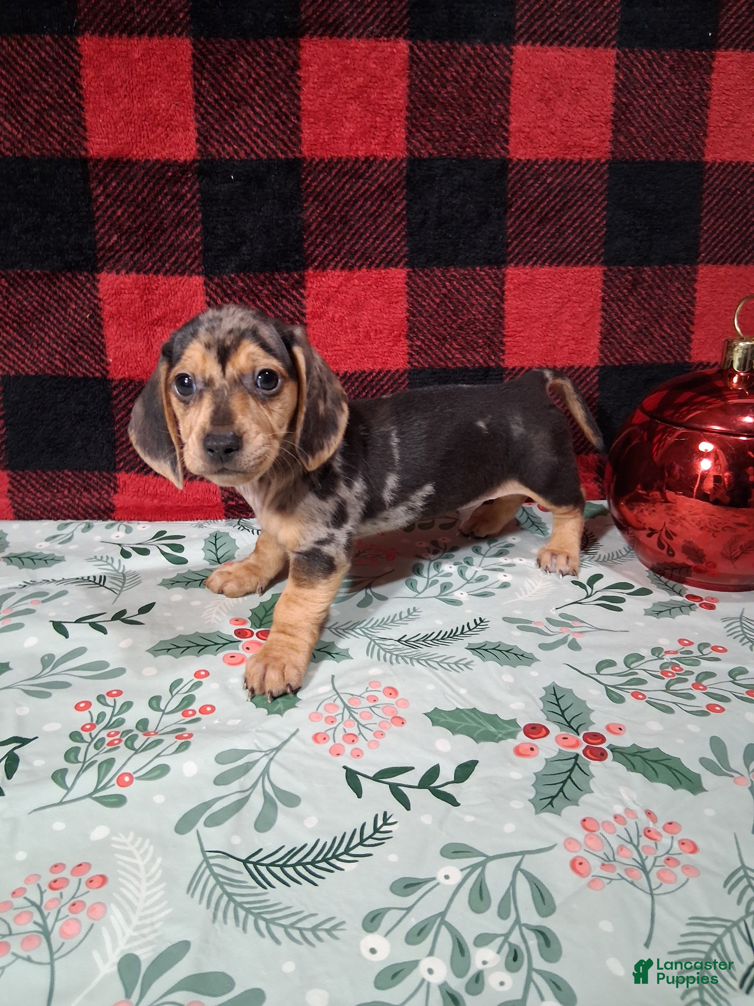 Miniature Dachshund dogs Lifesaver - Ad 21