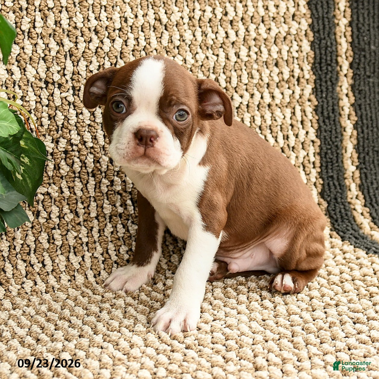 Boston Terrier dogs for sale: Benji - Ad 2