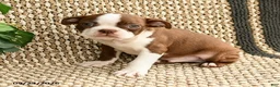 Boston Terrier dogs for sale: Benji - Ad 2