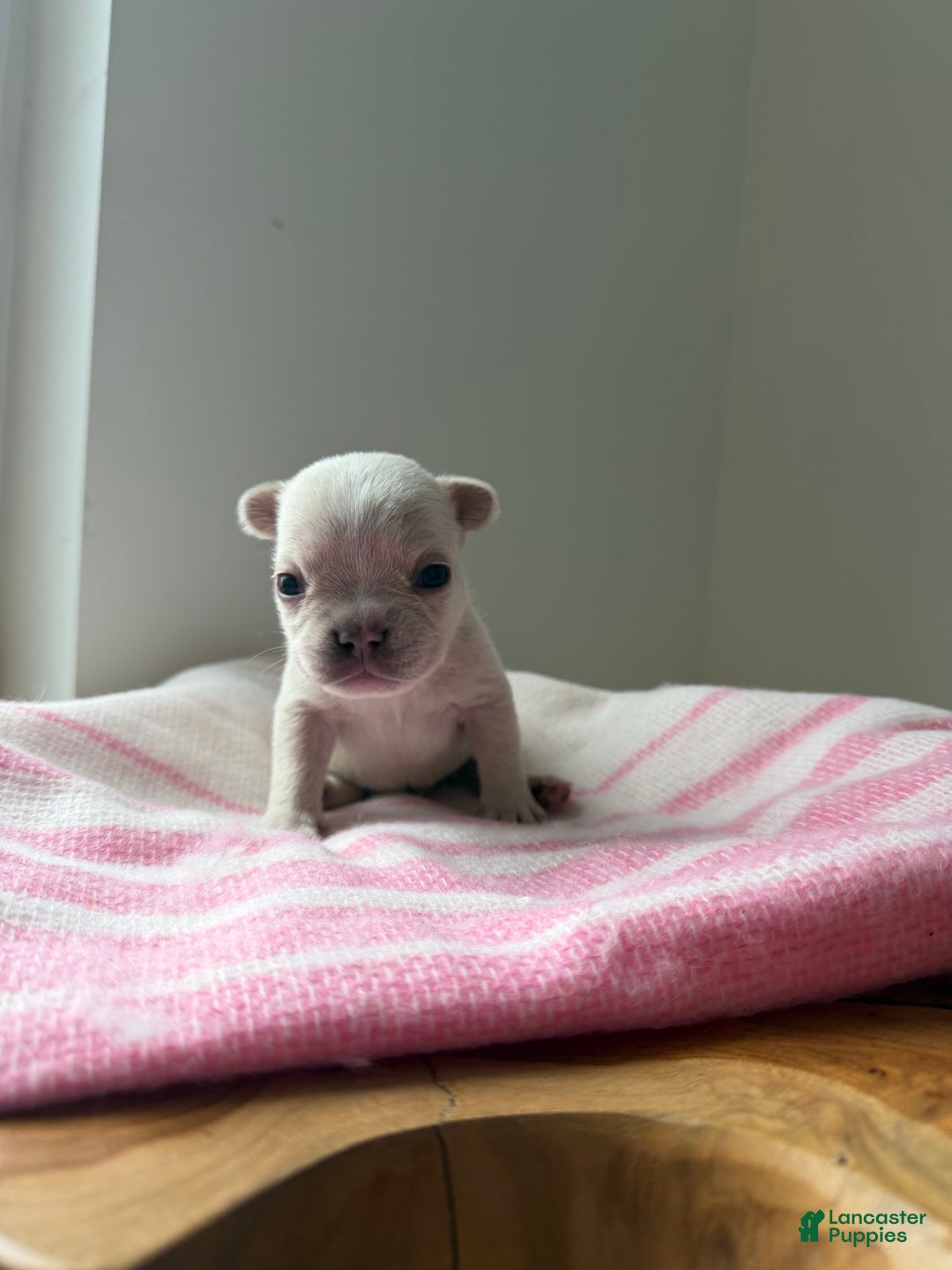 French Bulldog dogs for sale: Ice - Ad 2