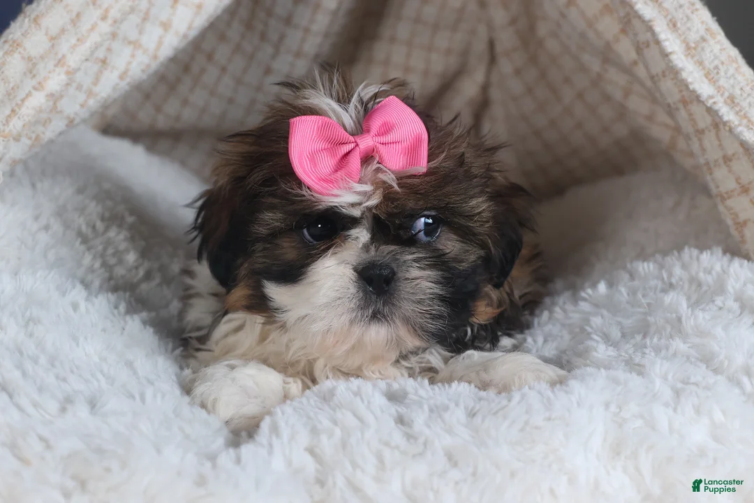 Shih Tzu dogs for sale: JENA - Ad 4