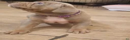 Olde English Bulldogge dogs for sale: Olde English Bulldogge 3 - Ad 2