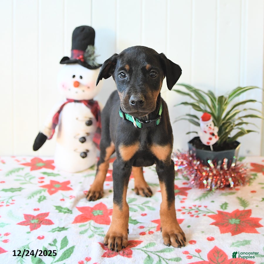 Doberman Pinscher dogs Bear - Ad 35