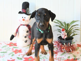 Doberman Pinscher dogs Bear - Ad 35