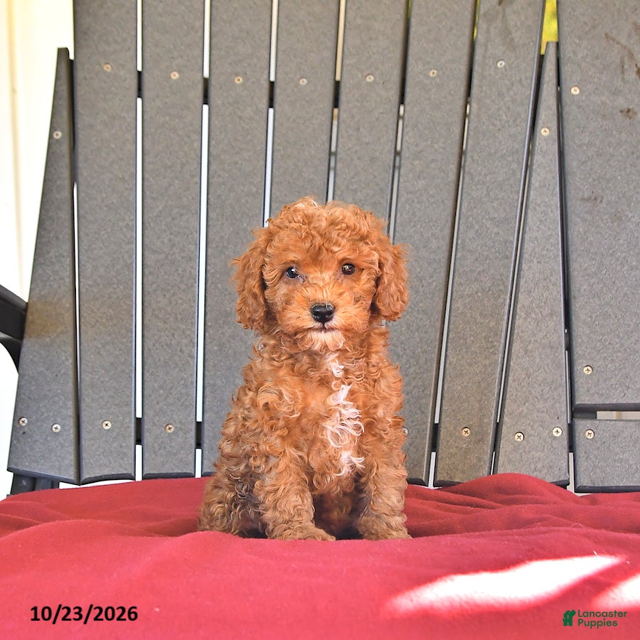 Miniature Poodle dogs for sale: Cherry - Ad 1