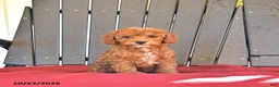 Miniature Poodle dogs for sale: Cherry - Ad 1