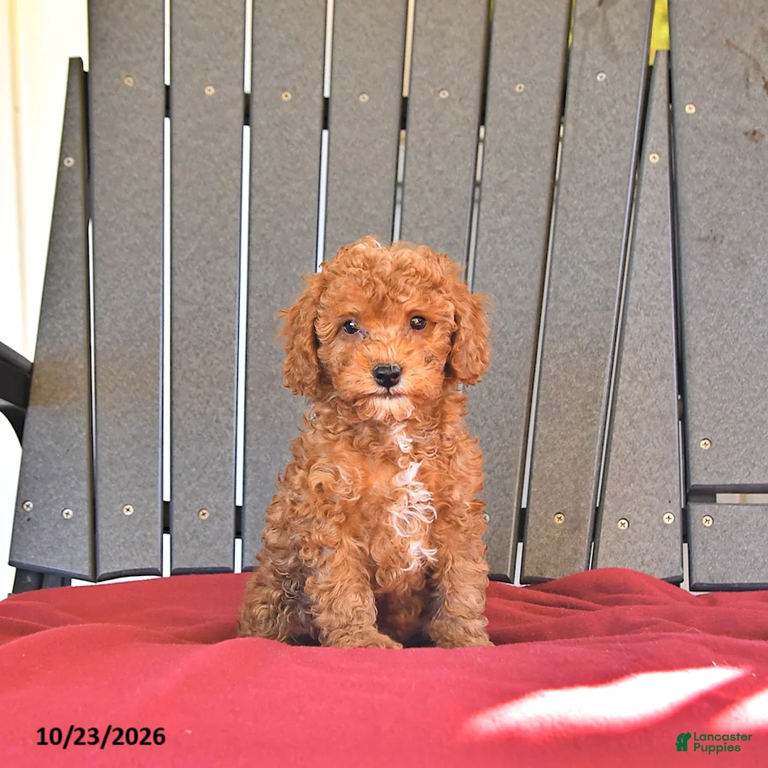 Miniature Poodle dogs for sale: Cherry - Ad 1