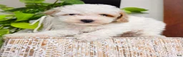 Toy Poodle dogs for sale: Nikka - Ad 3