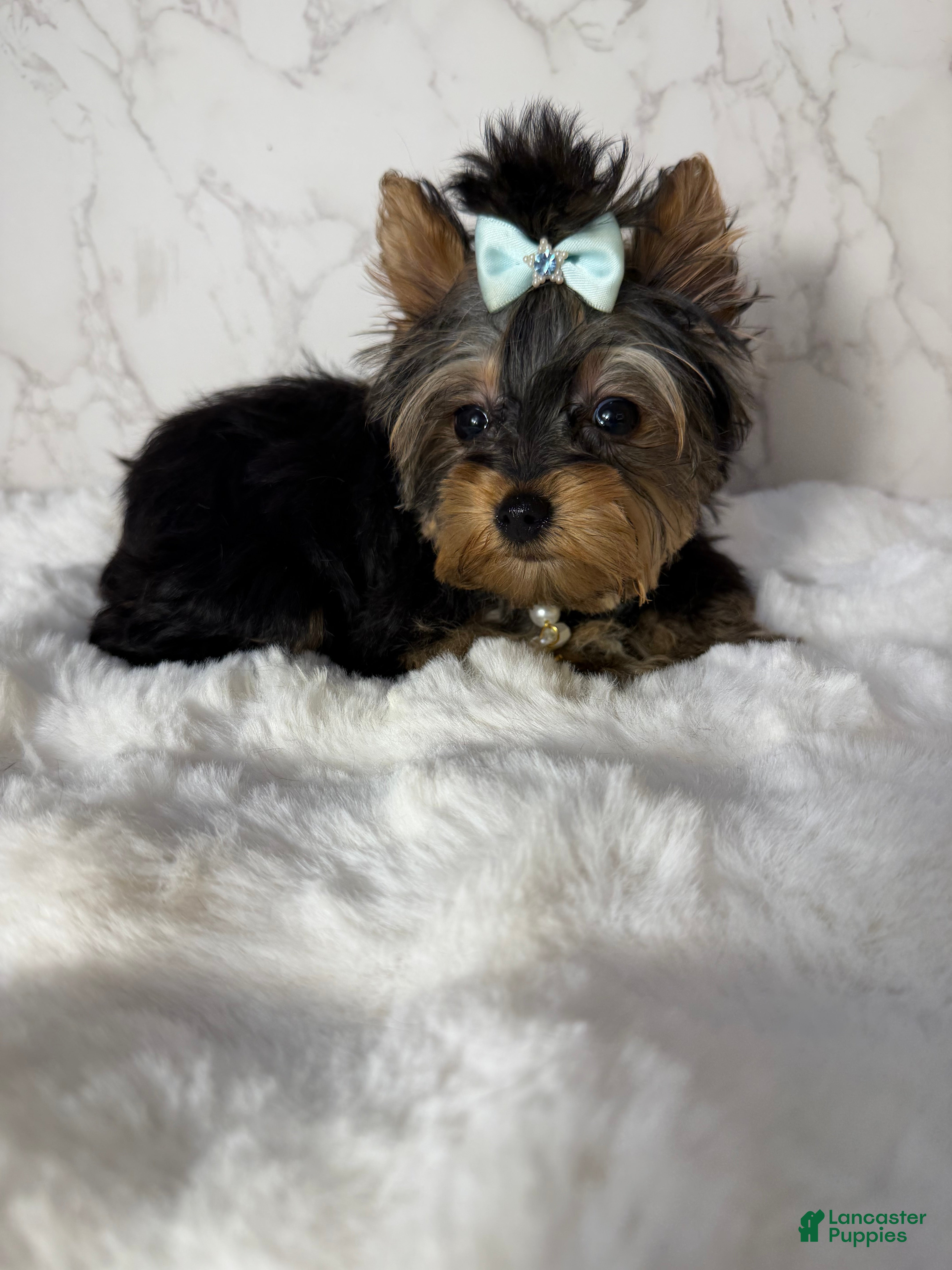 Yorkshire Terrier dogs Jean - Ad 2