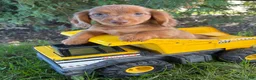 Miniature Dachshund dogs for sale: Bowie - Ad 3