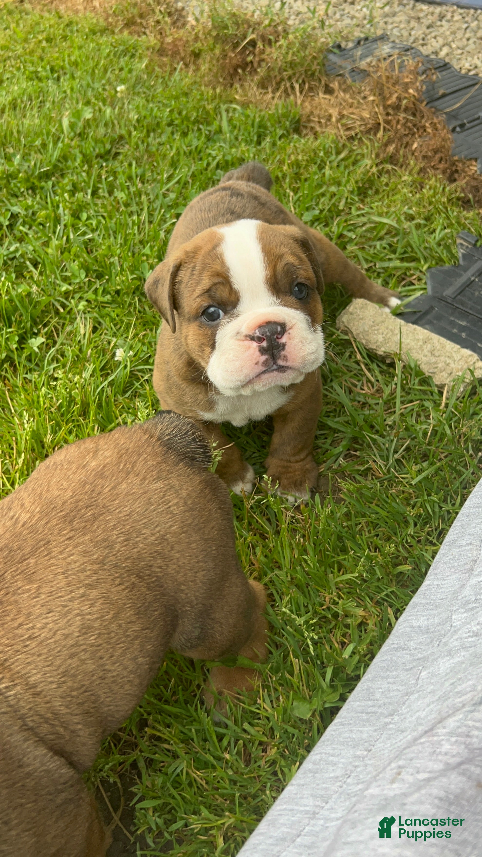 Mixed Breed dogs Rosalyn - Ad 2