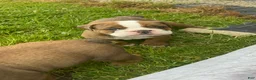 Mixed Breed dogs for sale: Rosalyn - Ad 2