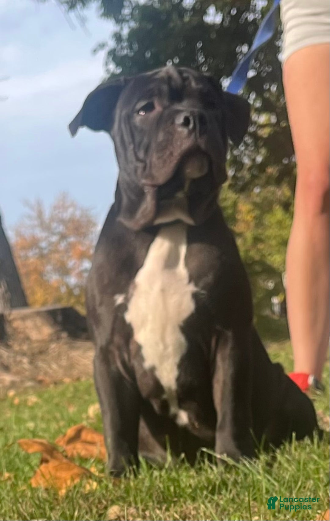 American Bully dogs for sale:  Puppy 1 - Ad 2