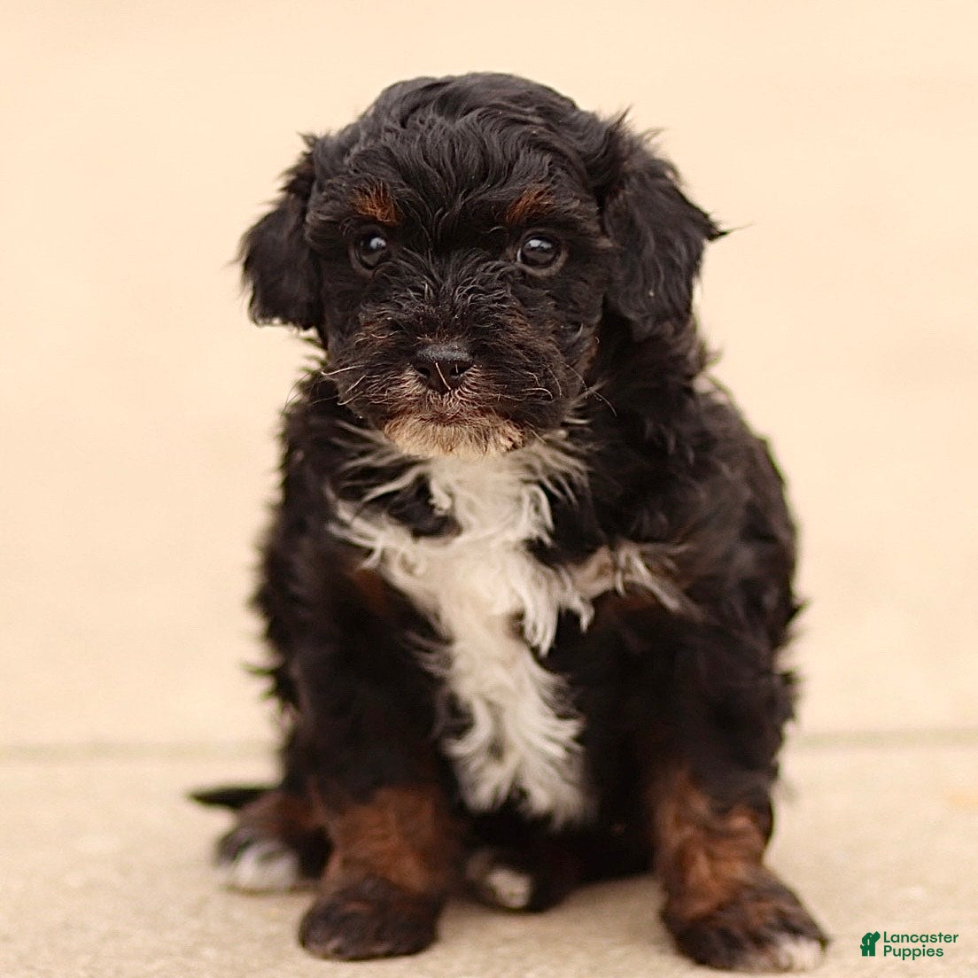 Cavapoo dogs Duke - Ad 17