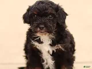 Cavapoo dogs Duke - Ad 12