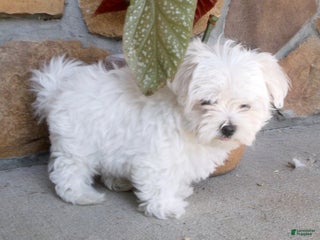 Maltese dogs - Ad 31