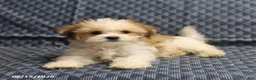 Morkie dogs for sale: Archery - Ad 2