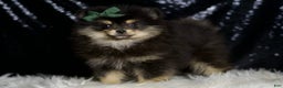 Pomeranian dogs for sale: Bingo - Ad 3
