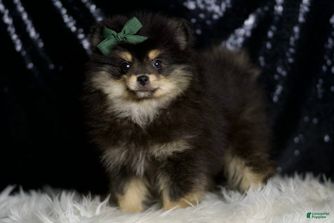 Pomeranian dogs for sale: Bingo - Ad 3