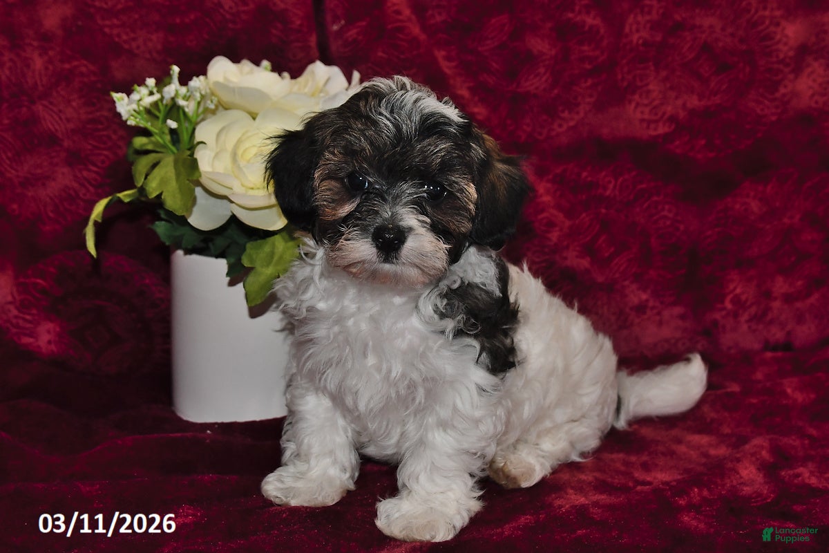 Maltipoo dogs Sparky - Ad 1