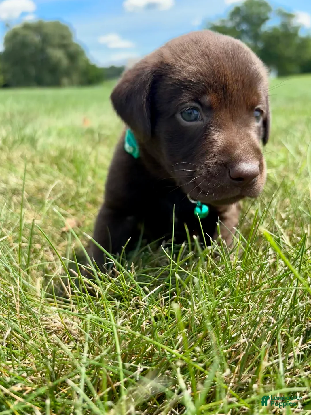 Labrador Retriever dogs for sale: Willow - Ad 2