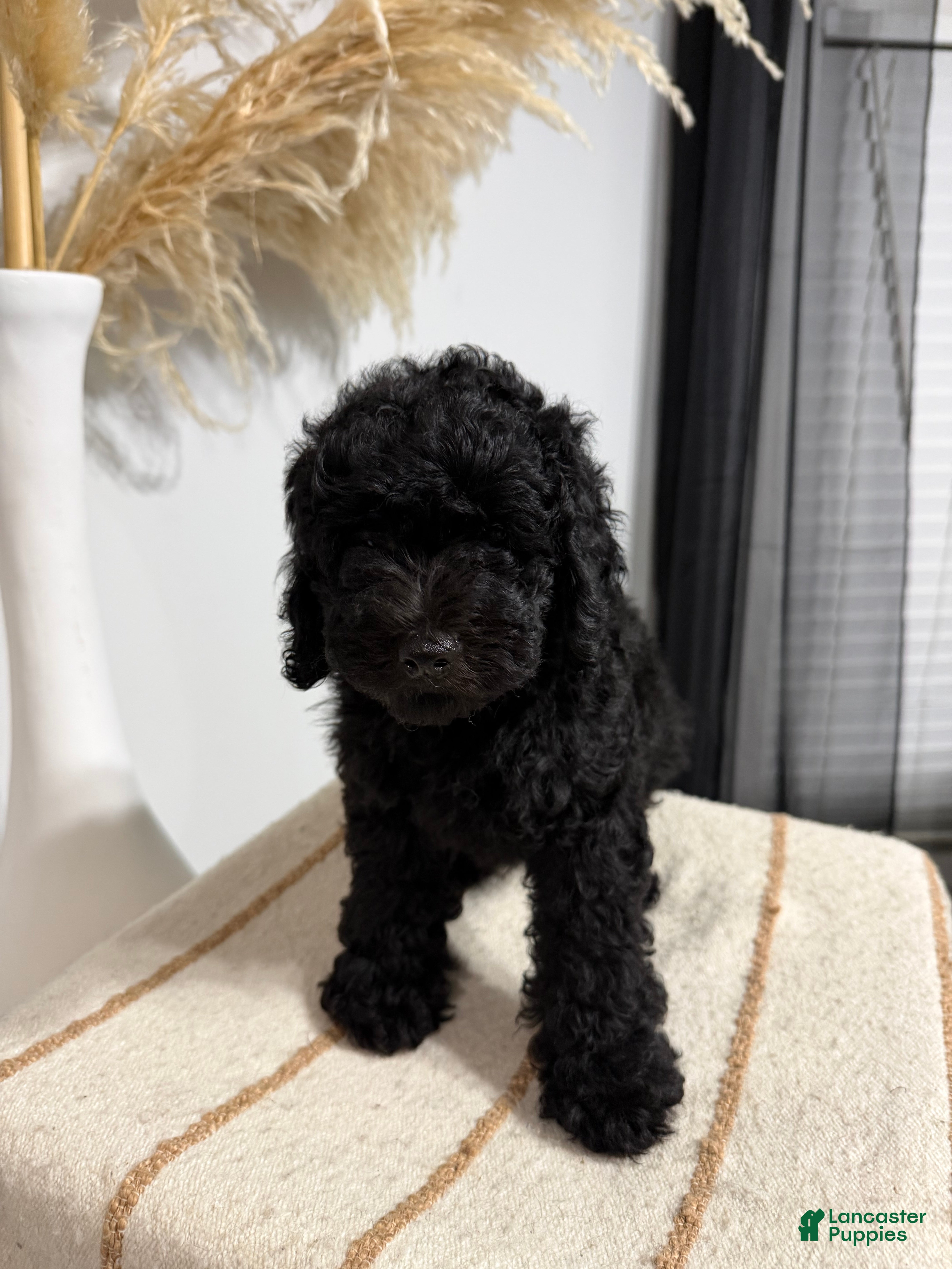 Mini Goldendoodle dogs Black Boy - Ad 26