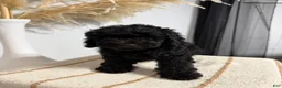 Mini Goldendoodle dogs for sale: Black Boy - Ad 1