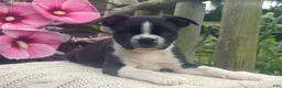Boston Terrier dogs for sale: Sammy - Ad 3
