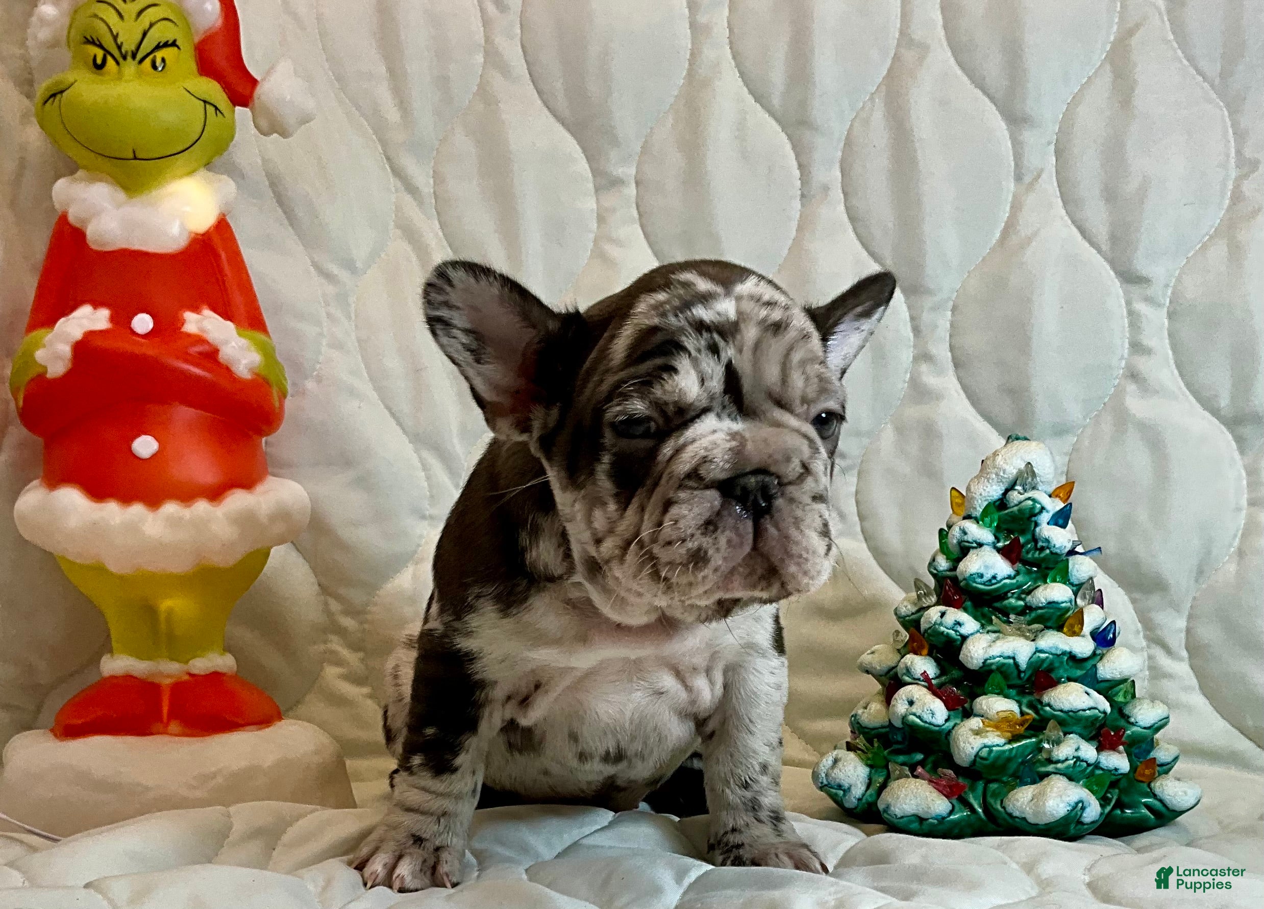 French Bulldog dogs Arrow - Ad 3
