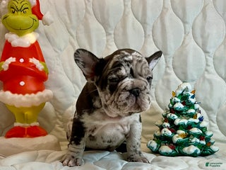 French Bulldog dogs Arrow - Ad 4