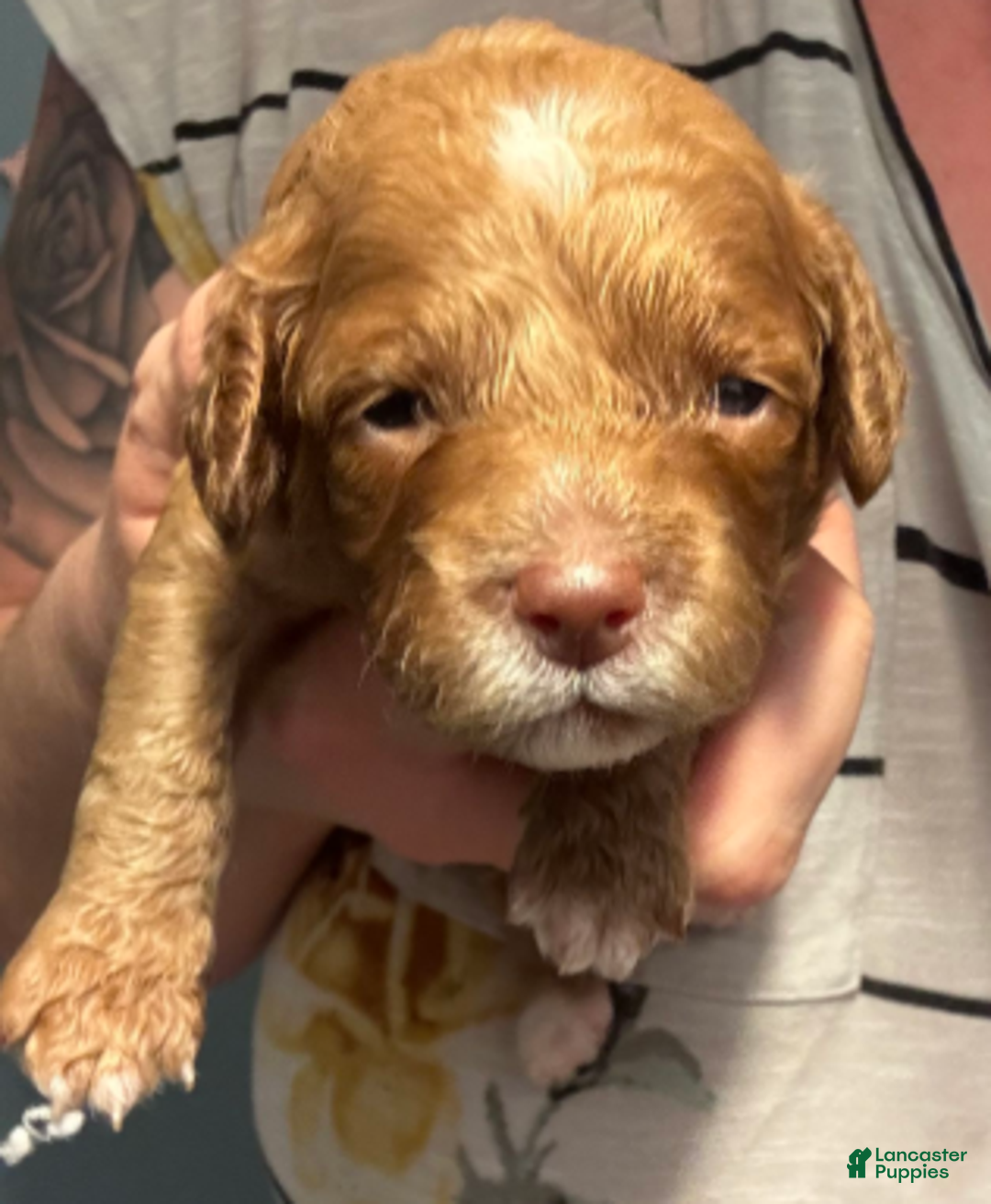 Cavapoo dogs for sale: Tinsel - Ad 4