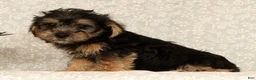 Yochon dogs for sale: Kevin - Ad 4