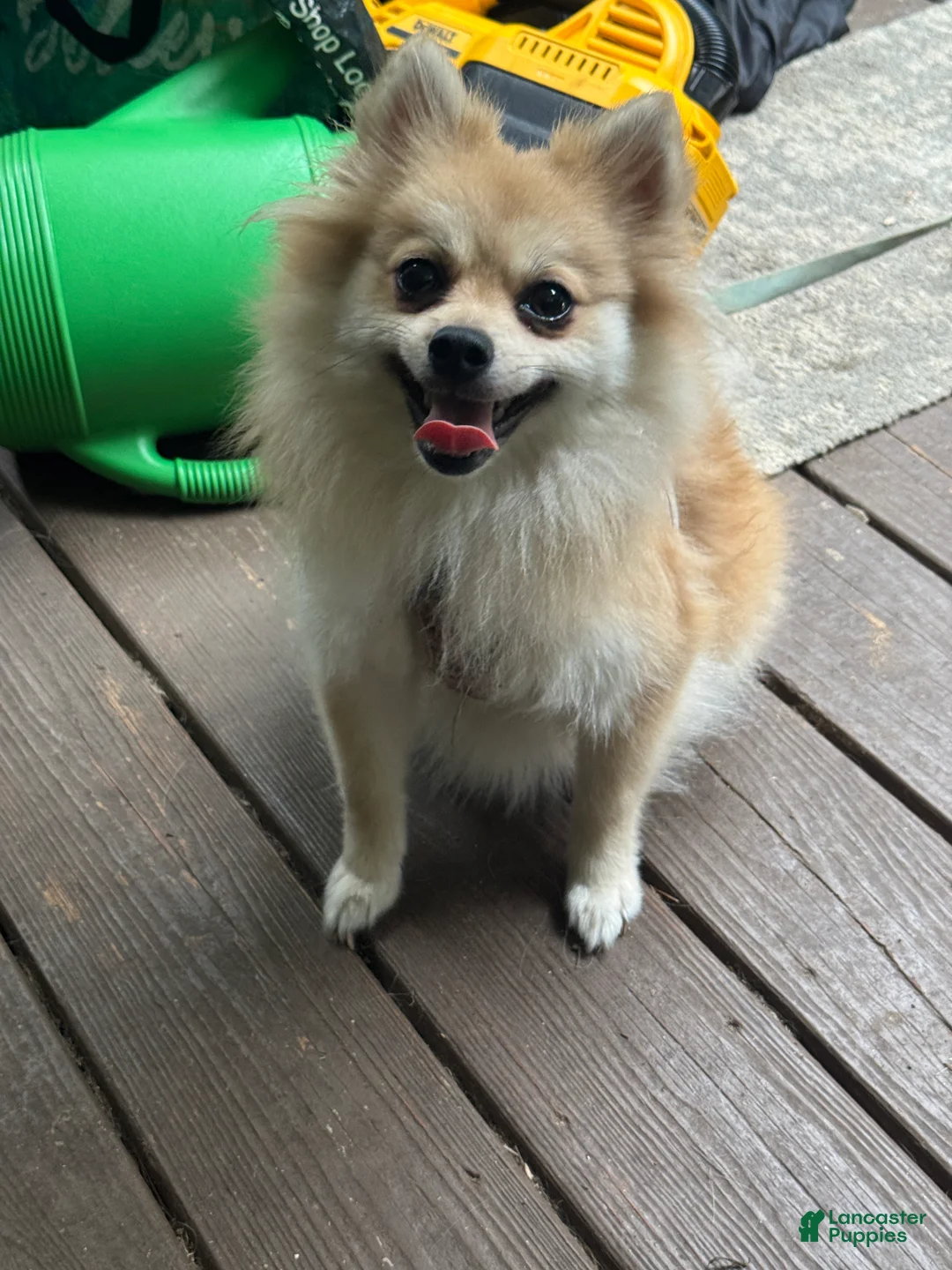 Pomeranian dogs for sale: Gunther - Ad 10