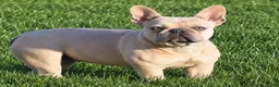 French Bulldog dogs for sale: Monroe - Ad 4
