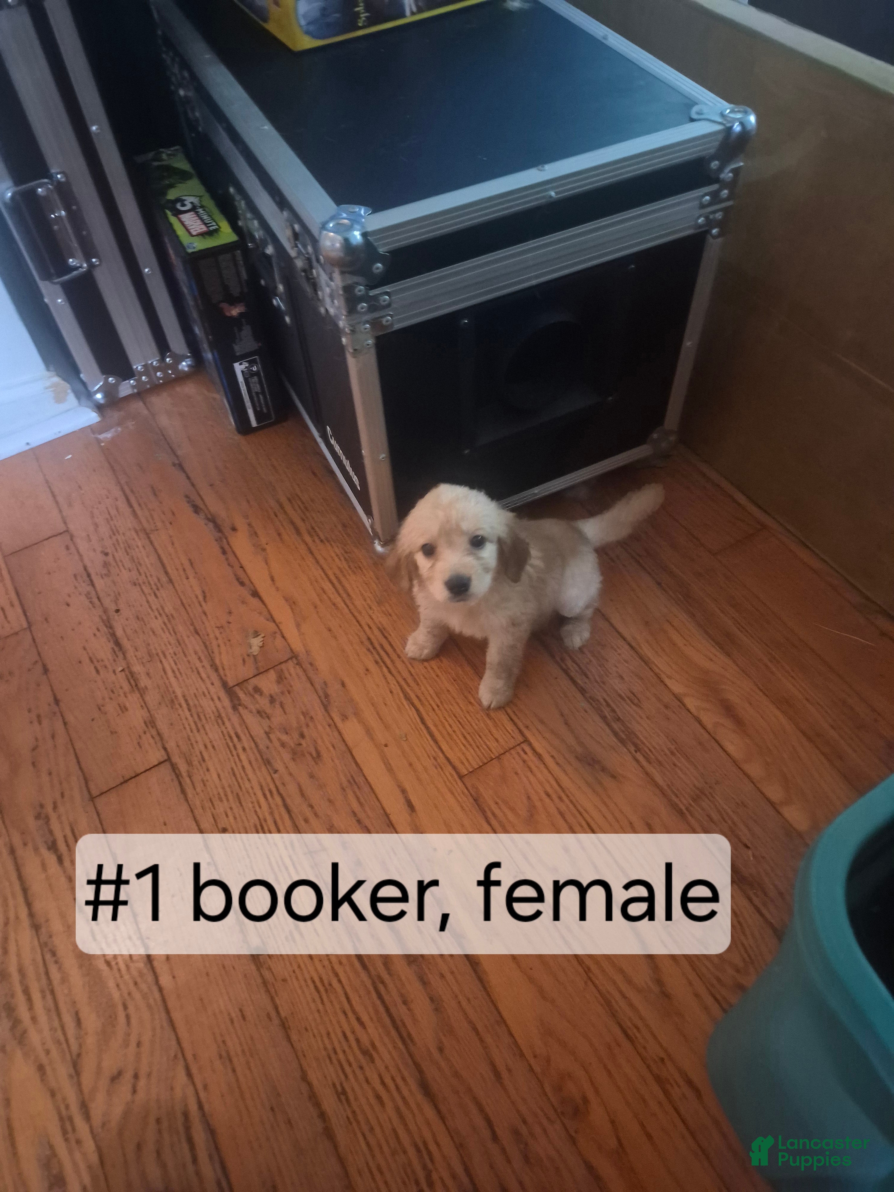 Goldendoodle dogs  Puppy 1 - Ad 1