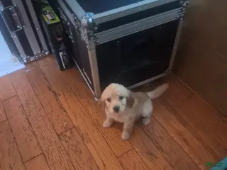 Goldendoodle dogs for sale: Puppy 1 - Ad 3