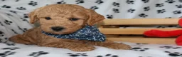 Mini Goldendoodle dogs for sale: Billy boy - Ad 4
