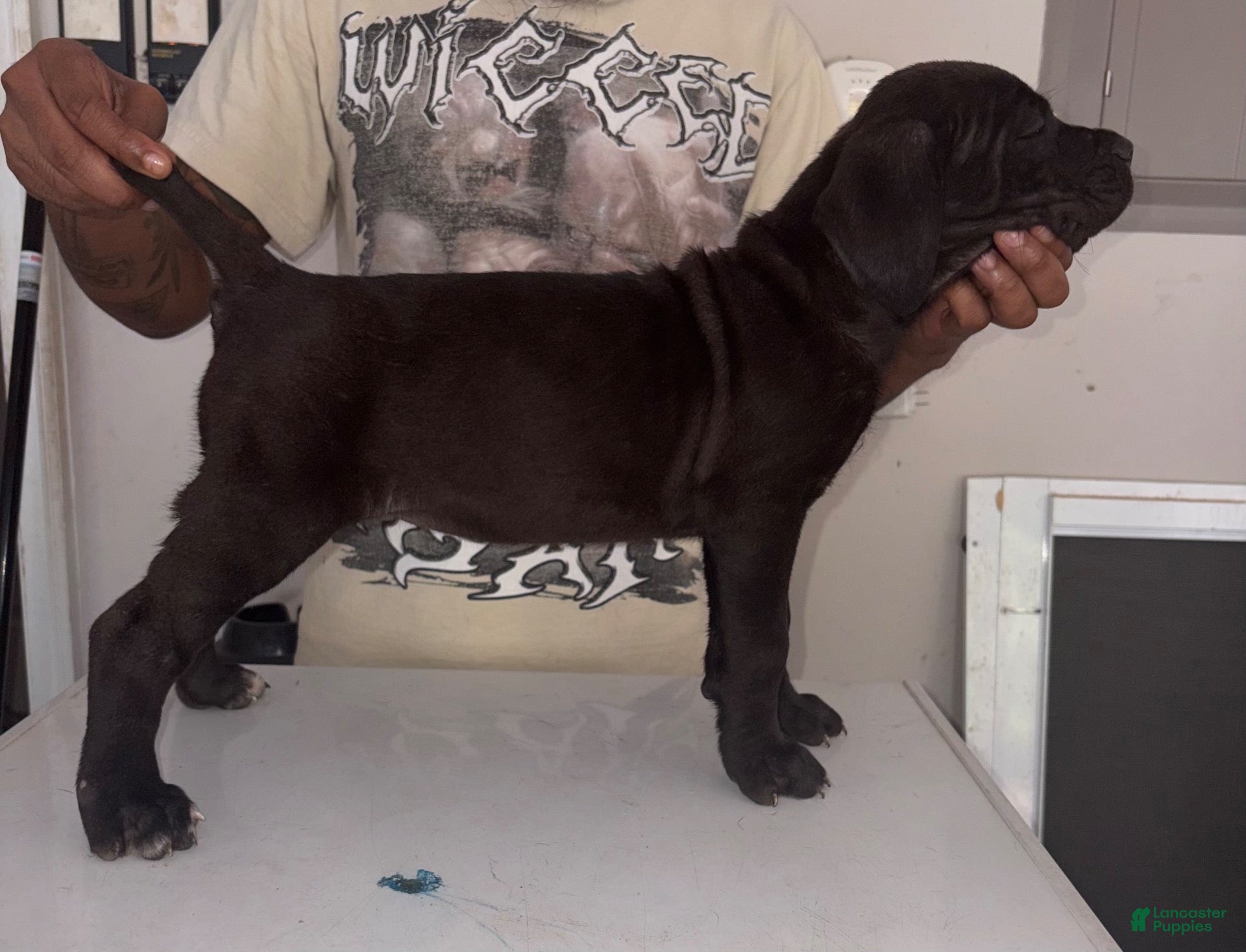 Cane Corso dogs for sale: Cane Corso 4 - Ad 2